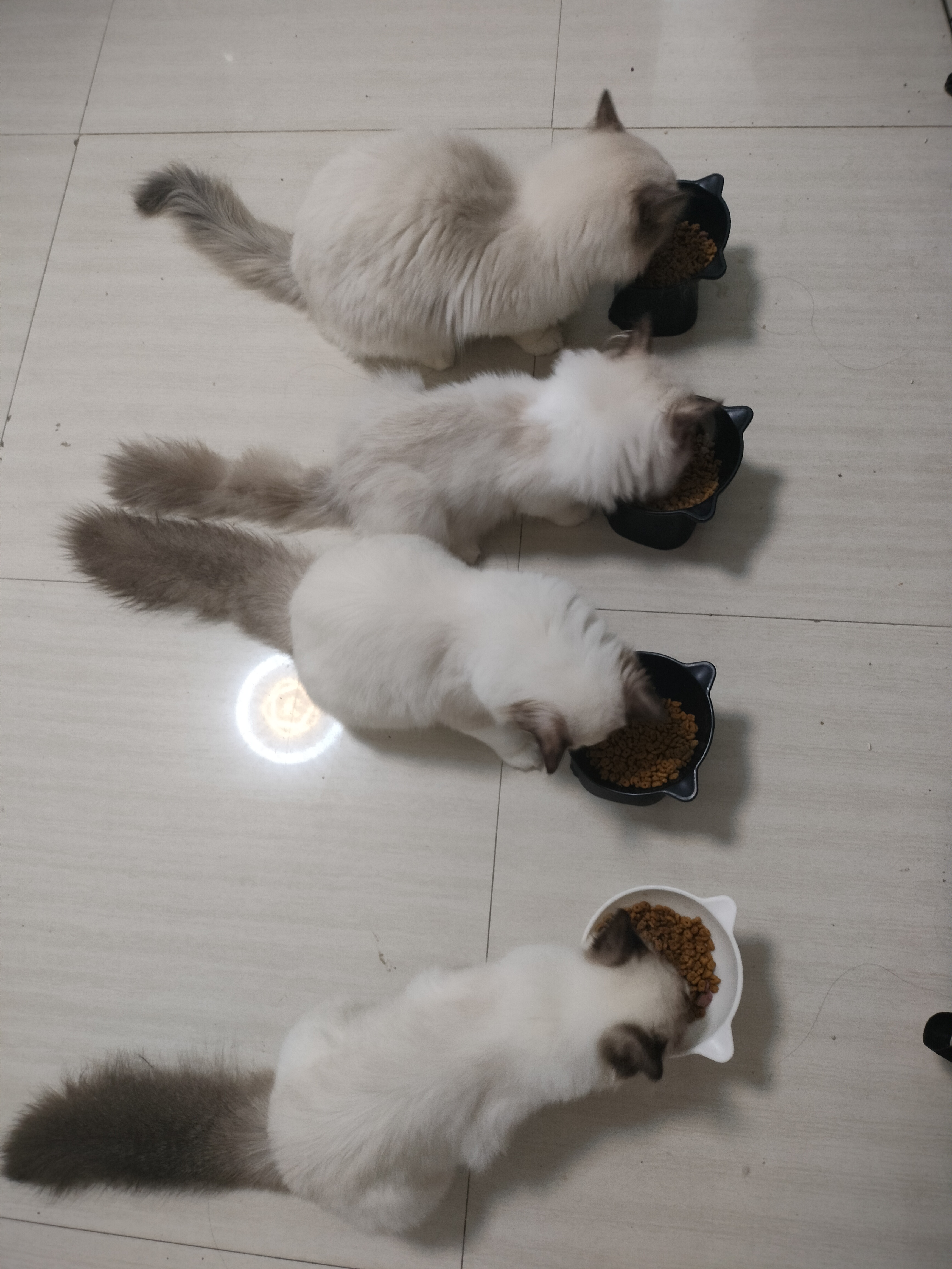 清一色布偶